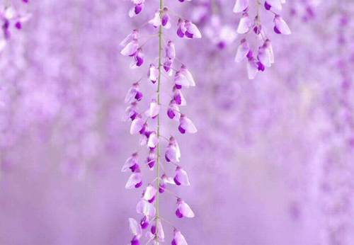 桃李春风一杯酒古诗句