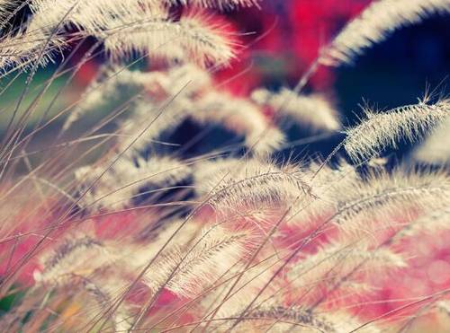 表明爱情的古诗