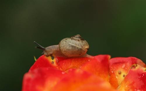 形容感情浓厚的古诗