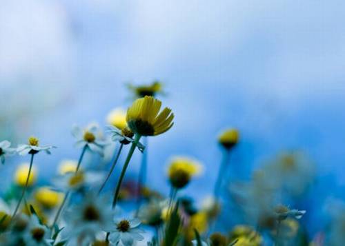 秋风引古诗插画