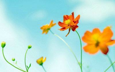 长安春白居易古诗原文