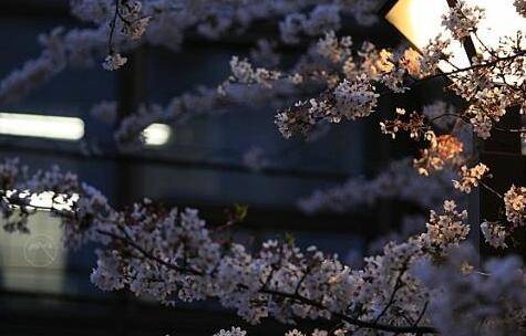 唱望庐山瀑布伴奏古诗