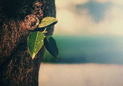 四句五言绝句古诗