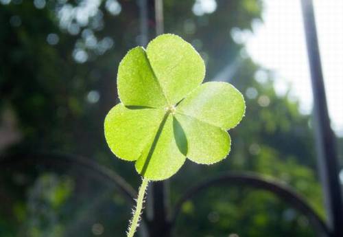 叶古诗词吟诵西泠印社