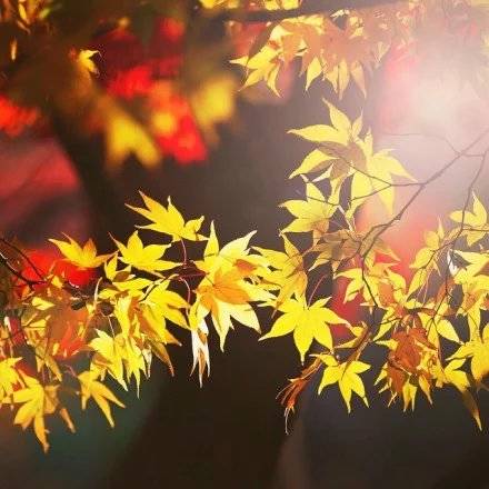 博白景区导游词