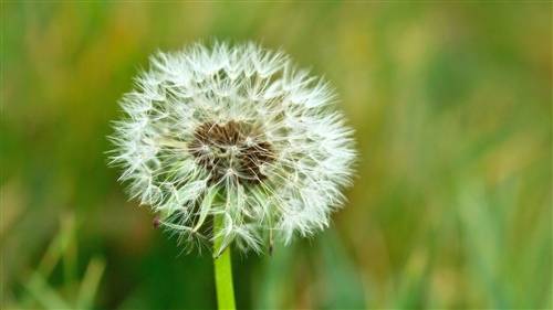 我与古诗文作文