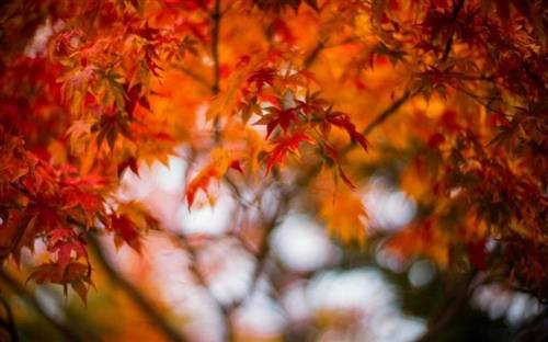 改写古诗村居作文