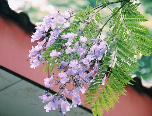 幼儿古诗游子吟