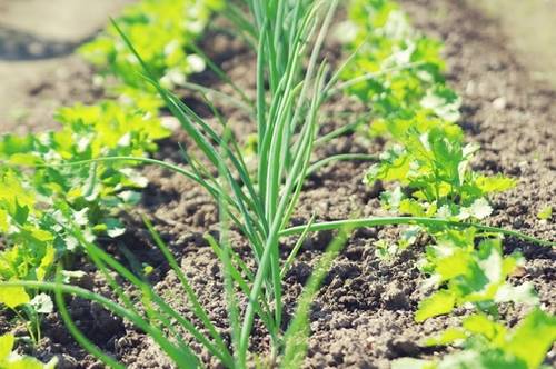 导游词是几年级学的