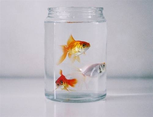 摇头晃脑读古诗