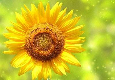 九行七字的古诗