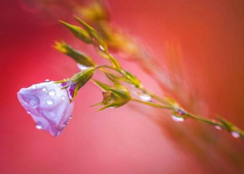 古诗黄花的意象