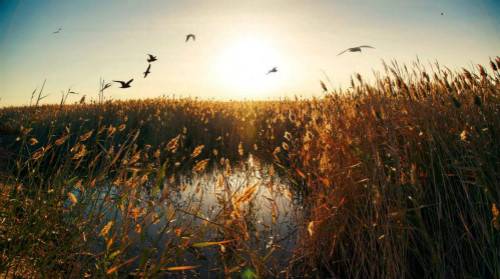 中华古诗文作文