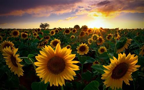 有关目标的古诗