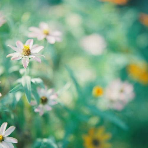 中宁黄河大桥导游词