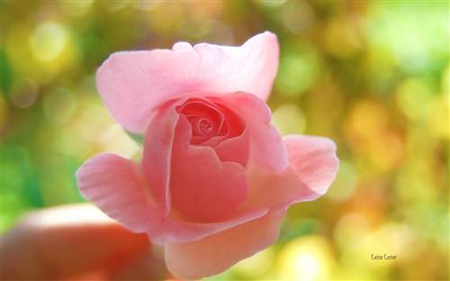 南山寺庙导游词作文