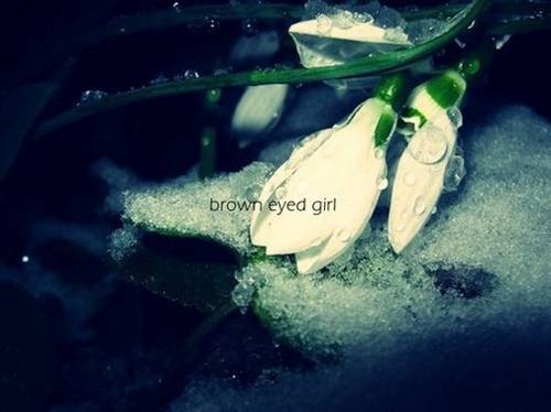 月花的诗句古诗词