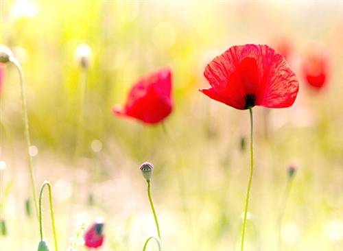 廿八都3分钟导游词