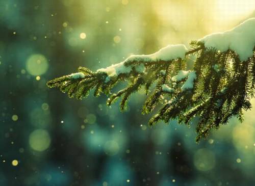 相思王维的古诗意思