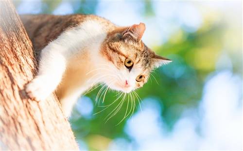 古诗趣味小游戏