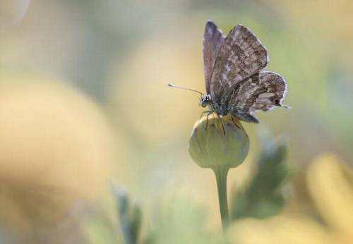 小沟背景区导游词