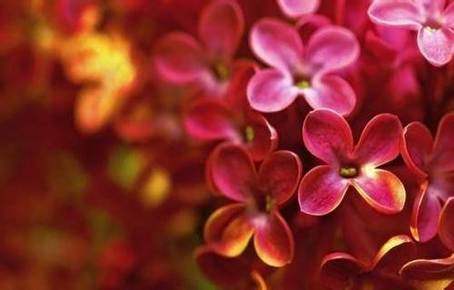 金凤凰山导游词