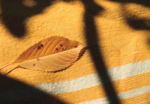 赞扬美食的古诗词