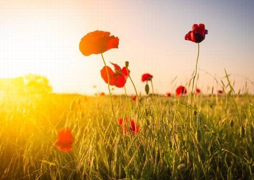 上虞大象公园导游词