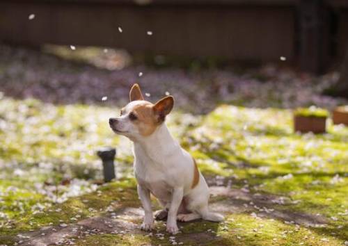灵岩寺简短导游词