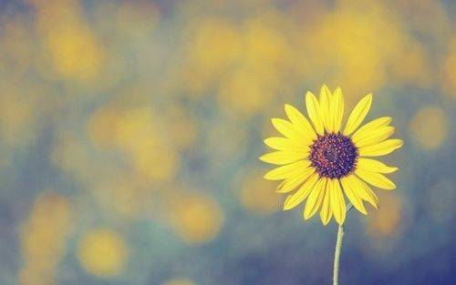 上海小学古诗词