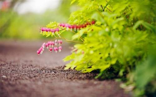 关于生日祝福的古诗词