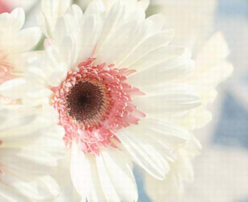 小学古诗词比赛主持词