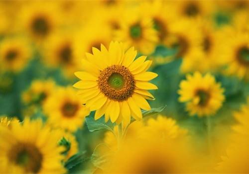 泰山的诗句或古诗词