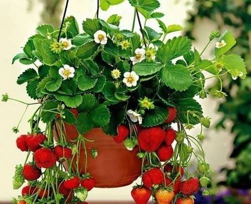 春节导游词欢迎词