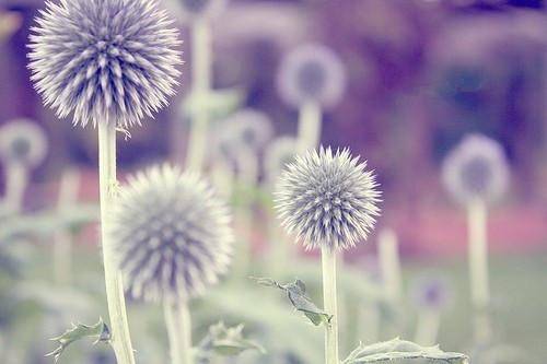 古诗行香子朗诵