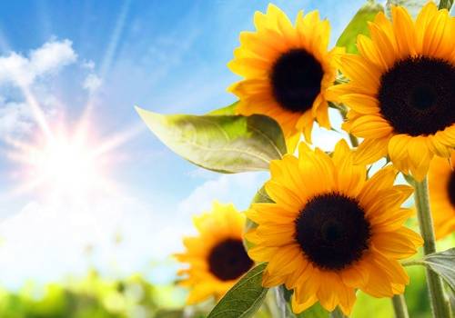 导游词西安小树林