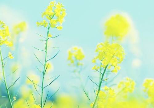 龙门石窟导游词