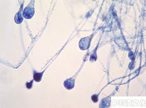 白酒酿造知识之霉菌的特性_调制酿造