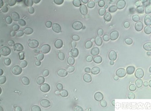 白酒酿造知识之酵母的特性_调制酿造