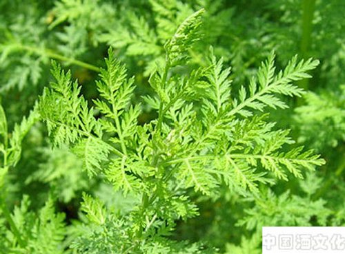 猪胰青蒿桂心酒_调制酿造