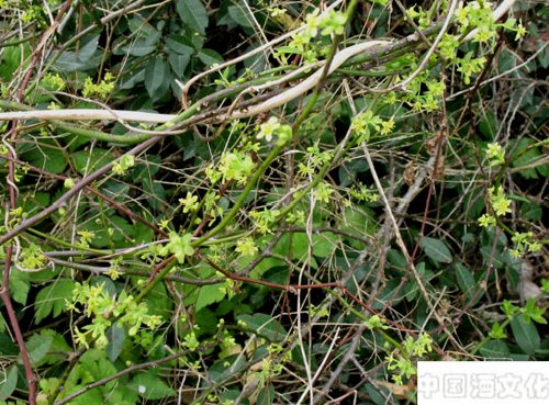 摄风酒_调制酿造