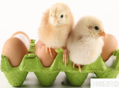 家禽生病可用白酒简单治疗_品酒养生