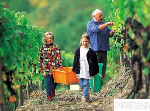 德国葡萄酒文化的起源、特点_酒史文化