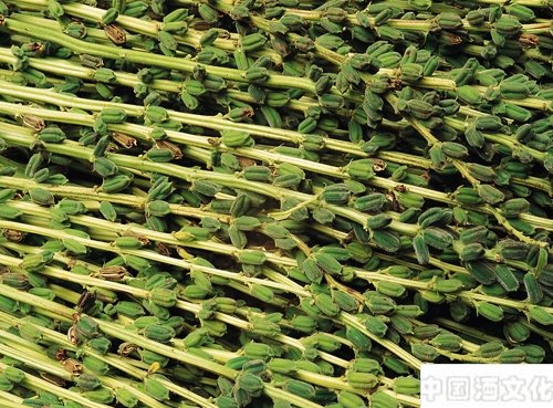 源远流长的芝麻香白酒文化_酒史文化