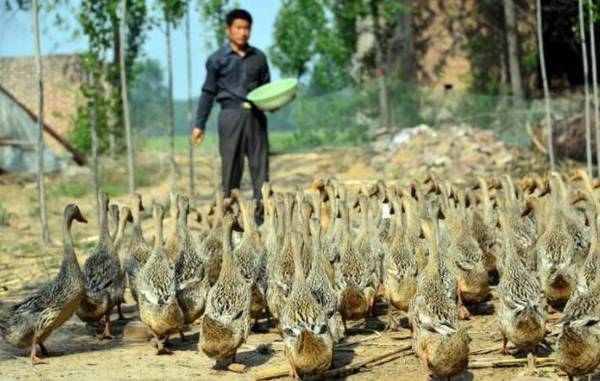 养鸭场环境消毒的注意事项_养鸭