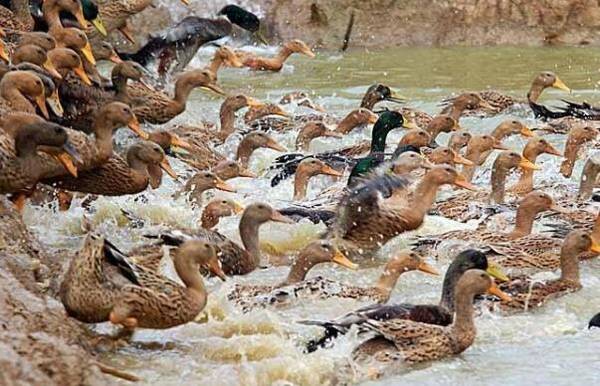 养鸭场环境消毒的注意事项_养鸭