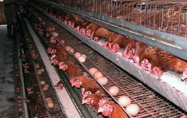 无鱼粉饲养蛋鸡日粮,少花钱,多下蛋_养鸡