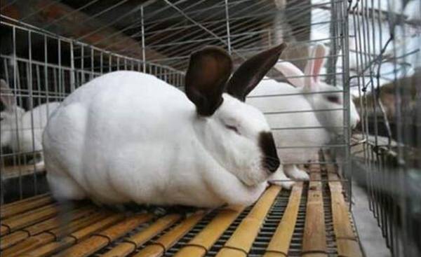 分辨兔子软骨病的方法_养兔