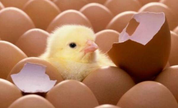 三黄鸡舍内湿度的控制要求_养鸡