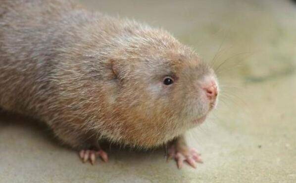 竹鼠的生长特点总结_竹鼠养殖